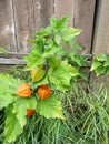 Chinese lanter or Physalis alkekengi flowers