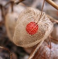 Chinese lantern