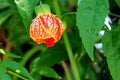 Chinese lantern Royalty Free Stock Photo