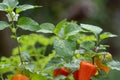 Chinese lantern Alkekengi officinarum flower and orange-red lanterns Royalty Free Stock Photo