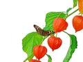 Chinese Lantern branch with butterfly Royalty Free Stock Photo