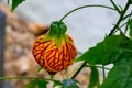 The Chinese lantern Coconut Creek Butterfly World AZ Royalty Free Stock Photo