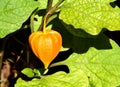 Chinese lantern flower in blooming state Royalty Free Stock Photo