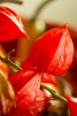 Chinese Lantern flower, Physalis alkekengi Royalty Free Stock Photo