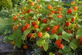 Chinese lantern flower (Physalis alkekengi) Royalty Free Stock Photo