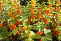 Chinese lantern flower (Physalis alkekengi) Royalty Free Stock Photo