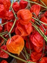 Chinese Lantern Flowers