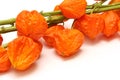 Chinese lantern fruit isolated on a white background. Royalty Free Stock Photo