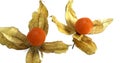 Chinese Lantern Fruit, physalis alkekenge, Fruits against White Background