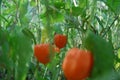 Chinese lantern fruit Physalis alkekengi