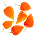 Chinese lantern fruit on white background Royalty Free Stock Photo