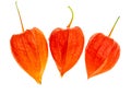 Chinese lantern fruit on white background Royalty Free Stock Photo