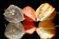 Chinese Lantern Fruits