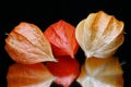 Chinese Lantern Fruits