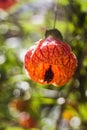 Chinese lantern