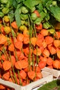 Chinese Lantern (Physalis alkekengi) on a farmers market