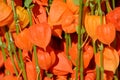 Chinese Lantern (Physalis alkekengi)