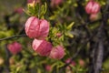 Chinese Lantern pink flowers