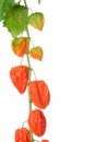 Chinese lantern plant Royalty Free Stock Photo