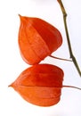 Chinese lantern plant Royalty Free Stock Photo