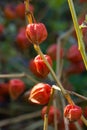 Chinese Lantern Plant Royalty Free Stock Photo