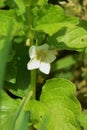 Chinese lantern plant flowers Royalty Free Stock Photo