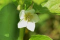 Chinese lantern plant flowers Royalty Free Stock Photo