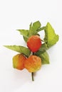 Chinese lantern plant (Physalis alkekengi) Royalty Free Stock Photo