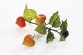 Chinese lantern plant (Physalis alkekengi) Royalty Free Stock Photo