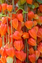 Chinese lantern plant Physalis alkekengi Royalty Free Stock Photo