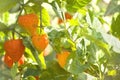 Chinese Lantern Plant Physalis alkekengi Royalty Free Stock Photo