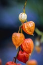 Chinese lantern plant - Physalis alkekengi Royalty Free Stock Photo