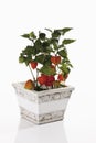 Chinese lantern plant (Physalis alkekengi) in flower pot Royalty Free Stock Photo