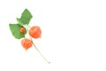 Chinese Lantern Plant Physalis alkekengi fruit Royalty Free Stock Photo