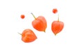 Chinese Lantern Plant Physalis alkekengi fruit Royalty Free Stock Photo