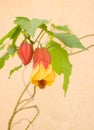 Chinese Lantern Plant, Physalis alkekengi, and Red Pod and Yellow and Red Flower with Soft Peach Background Royalty Free Stock Photo