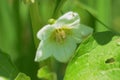 Chinese lantern plant flowers Royalty Free Stock Photo