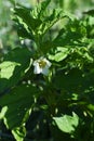 Chinese lantern plant, Winter cherry  flowers. Royalty Free Stock Photo