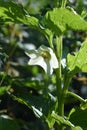 Chinese lantern plant, Winter cherry  flowers. Royalty Free Stock Photo