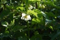 Chinese lantern plant, Winter cherry  flowers. Royalty Free Stock Photo