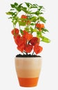 Chinese Lanterns, Physalis alkekengi