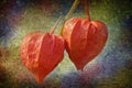 Chinese Lanterns Physalis alkekengi `Zwerg` Royalty Free Stock Photo