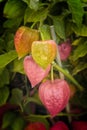 Chinese lanterns plant (Physalis alkekengi) Royalty Free Stock Photo