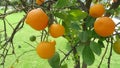 Chinese lemon cultivated in india