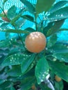 Chinese lemon in pot `Calamondin`