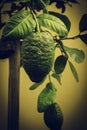 Chinese lemon tree Royalty Free Stock Photo