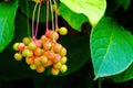 Chinese lemongrass. Close-up of a bunch of ripening berries Royalty Free Stock Photo