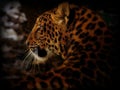 Chinese leopard art