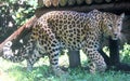 Chinese leopard or North China leopard