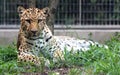 Chinese leopard or North China leopard